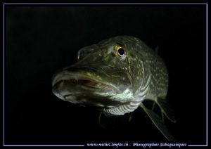 Portrait of a Pike Fish... :O)... by Michel Lonfat 